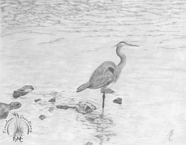 Great Blue Heron in St Andrews