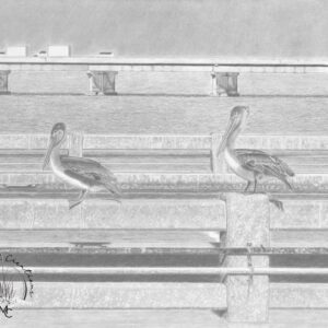 Two Pelicans on the Skyway Pier