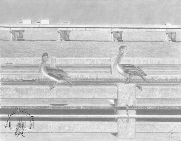 Two Pelicans on the Skyway Pier